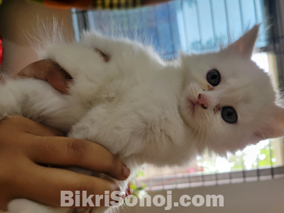 White Persian Crossed kitten
